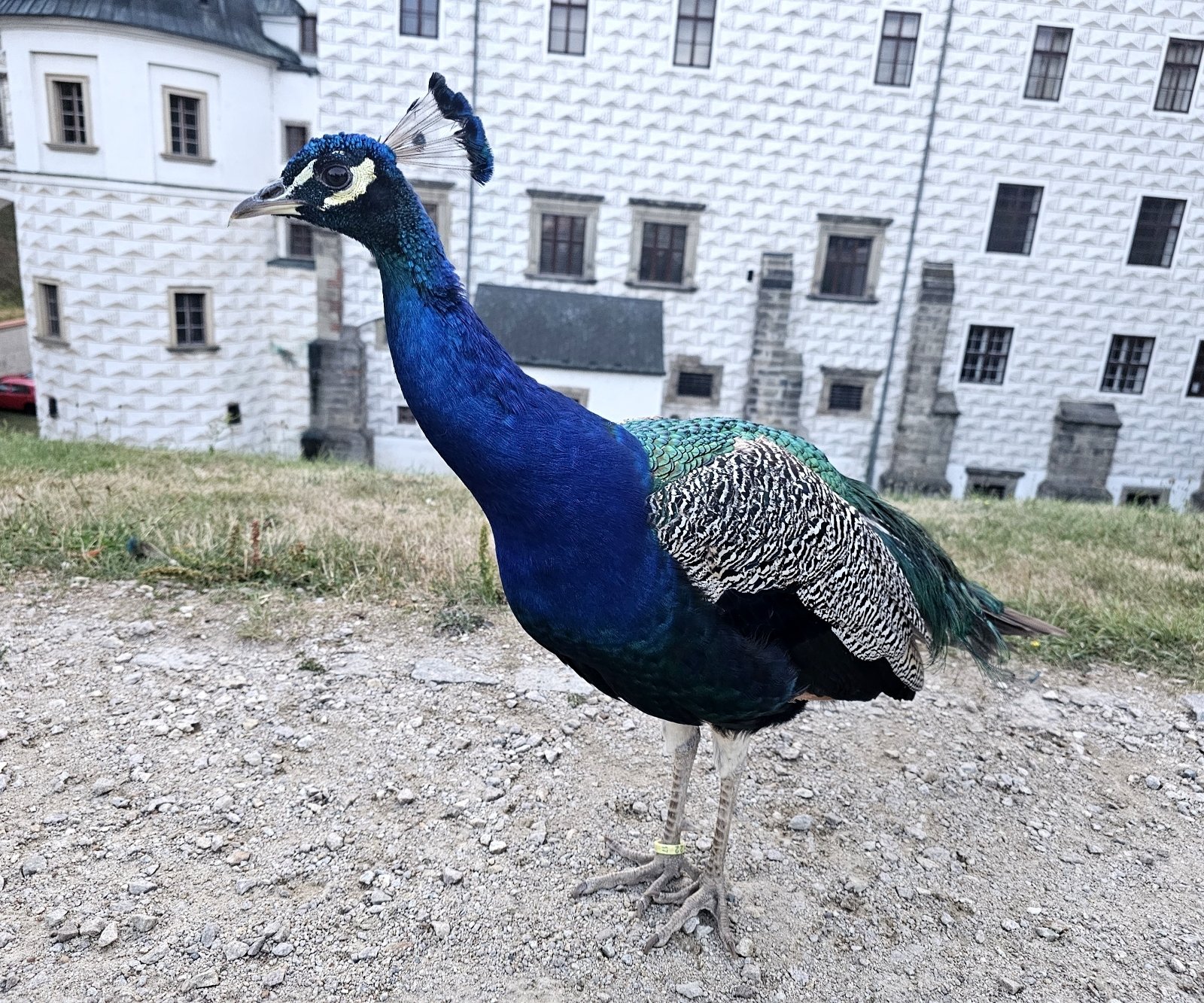 Pernštejnlove 2023